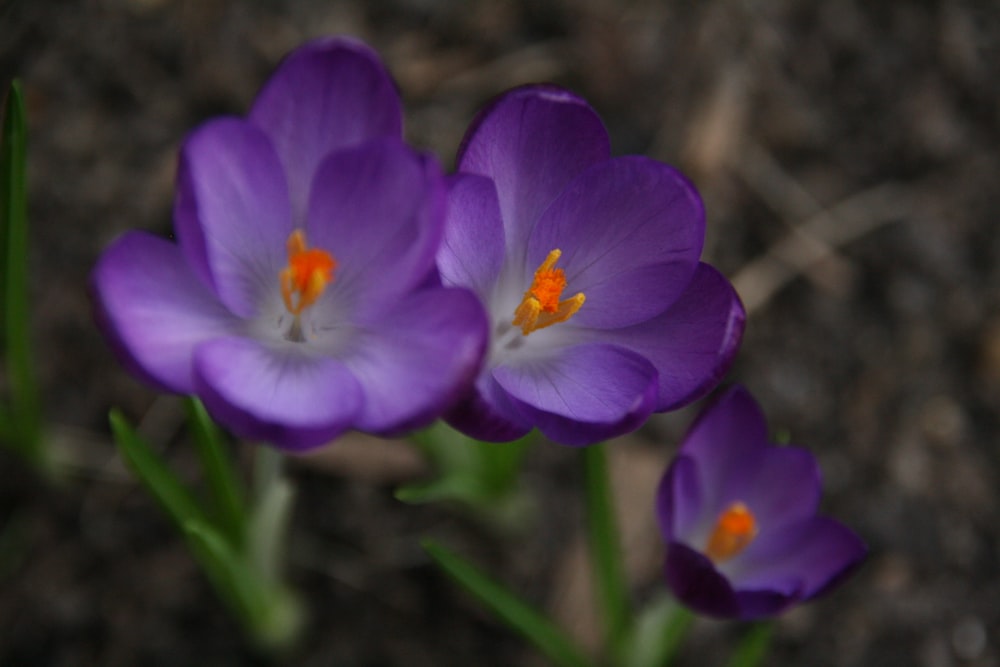 a group of purple flowers sitting on top of a field
