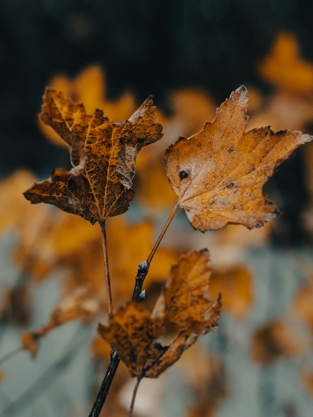 a close up of a leaf on a tree