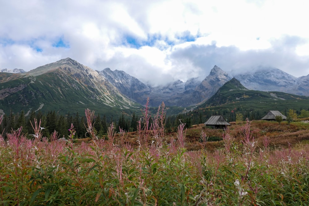 a grassy field with mountains in the background