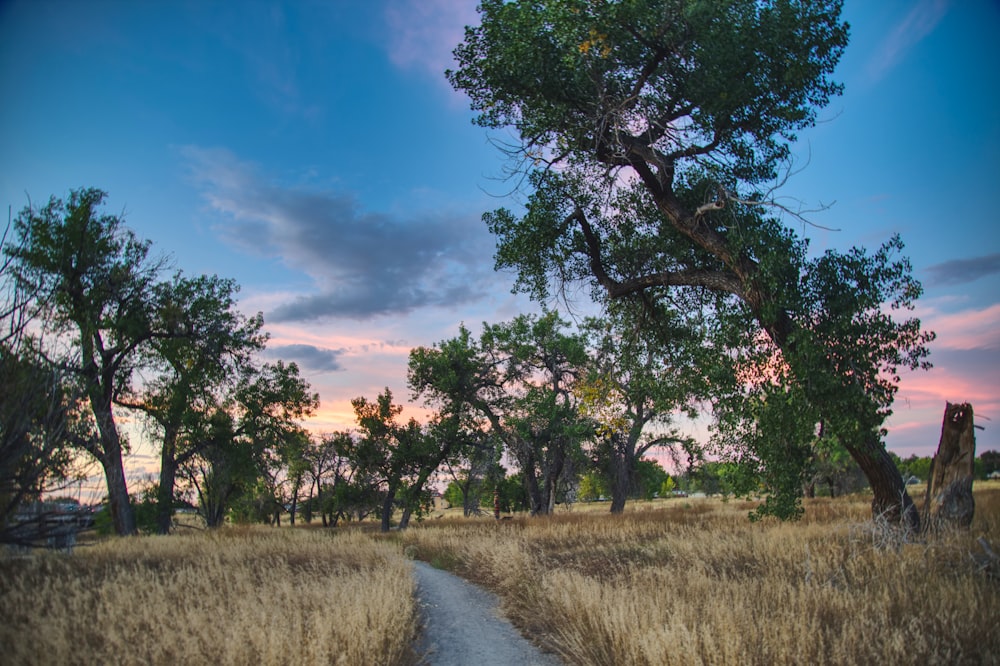 a dirt path in a grassy field with trees in the background