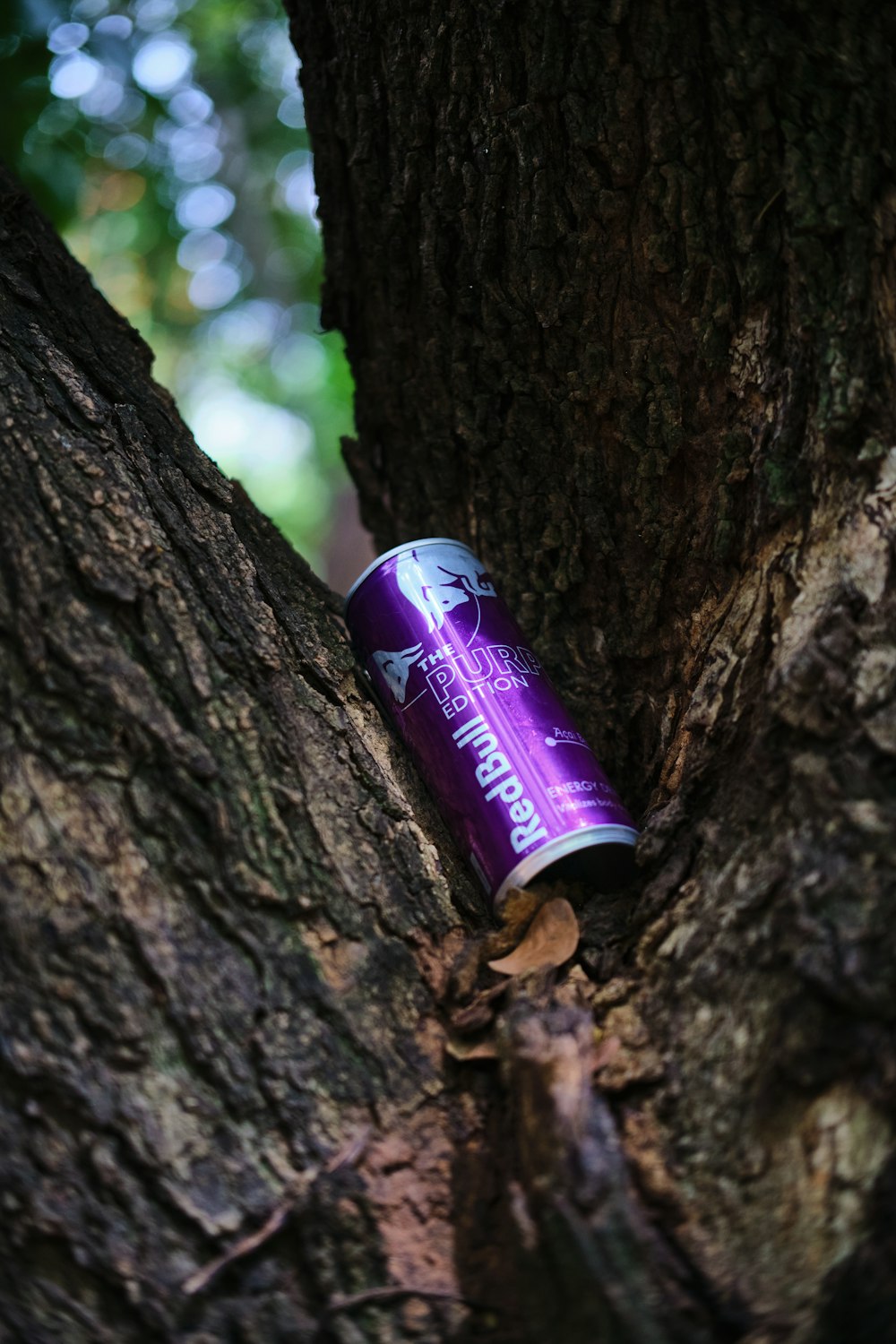 a can of beer is stuck in the bark of a tree