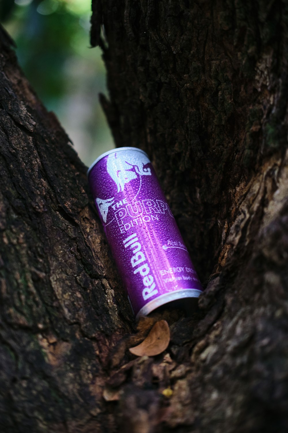 a can of beer sitting in the middle of a tree