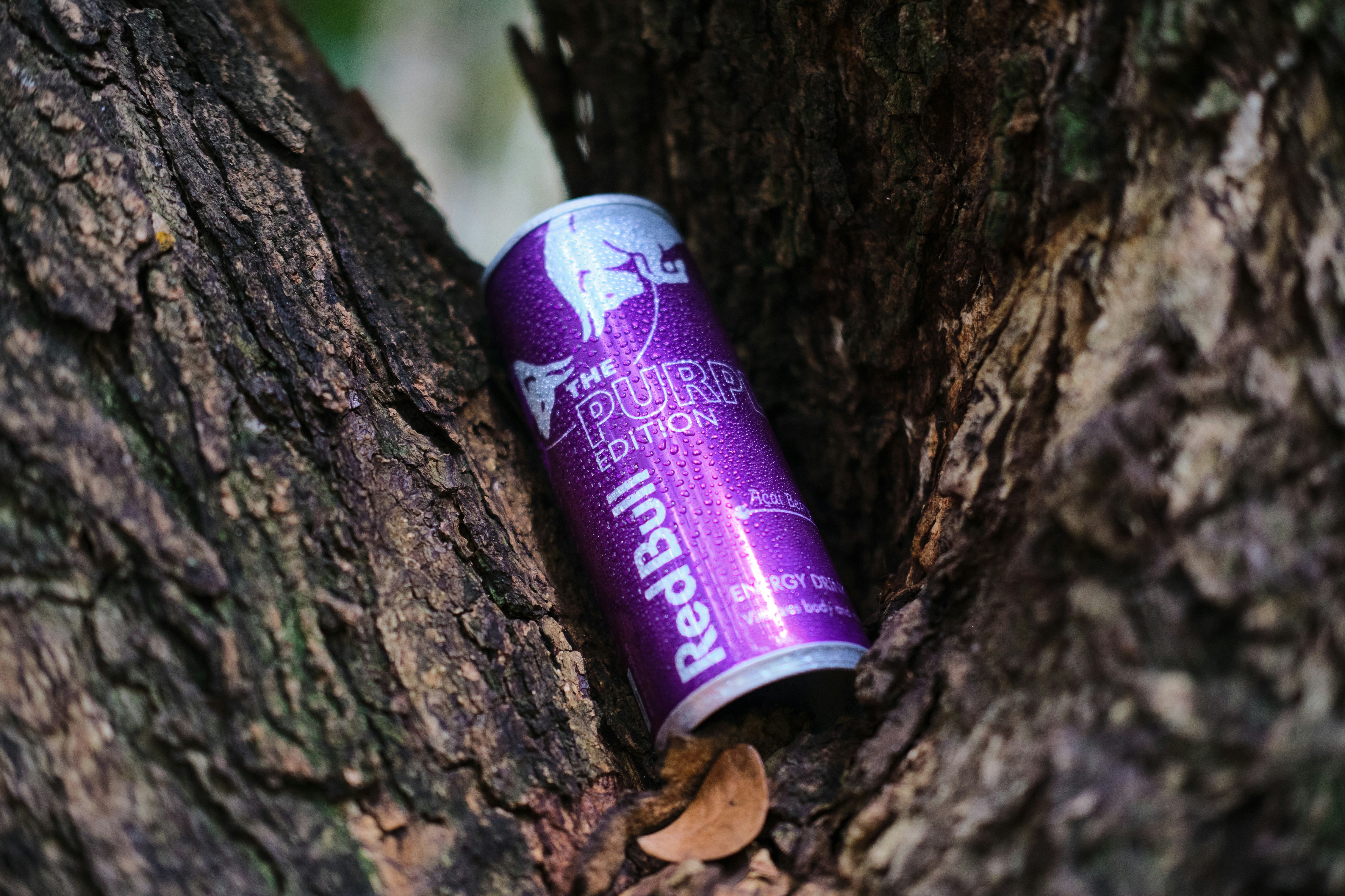 A can of beer sitting on top of a tree photo – Free Purple Image on ...