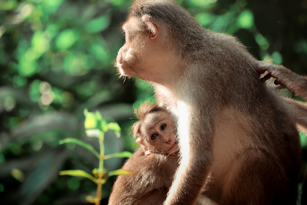 a mother monkey and her baby in a forest