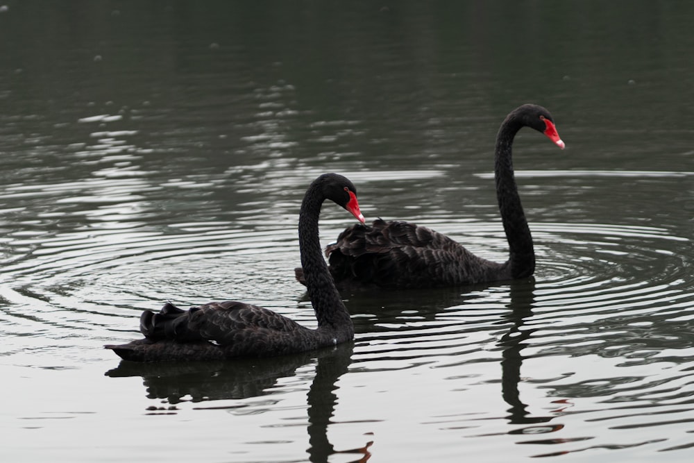 a couple of black swans swimming on top of a lake