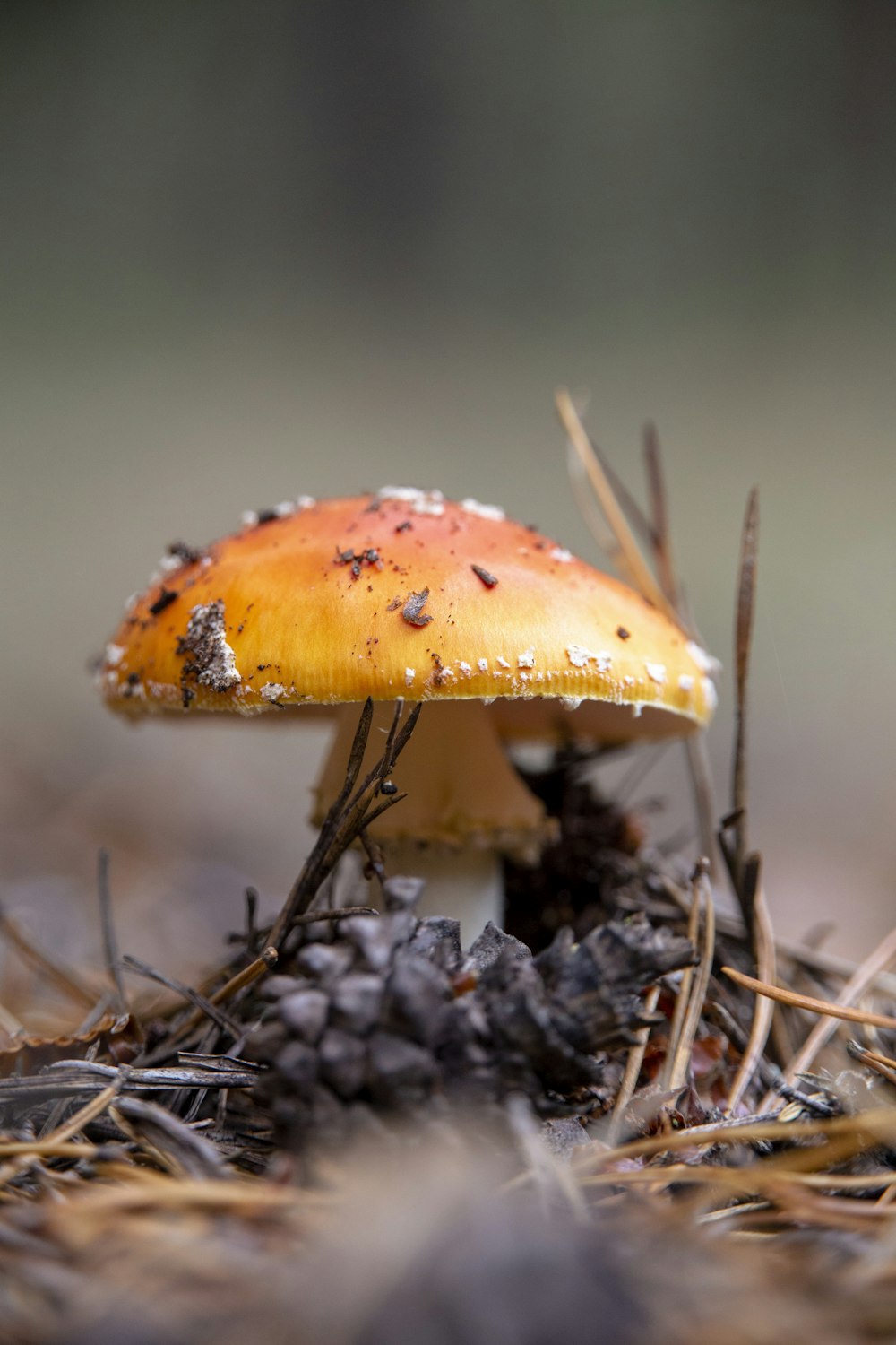 a close up of a mushroom on the ground