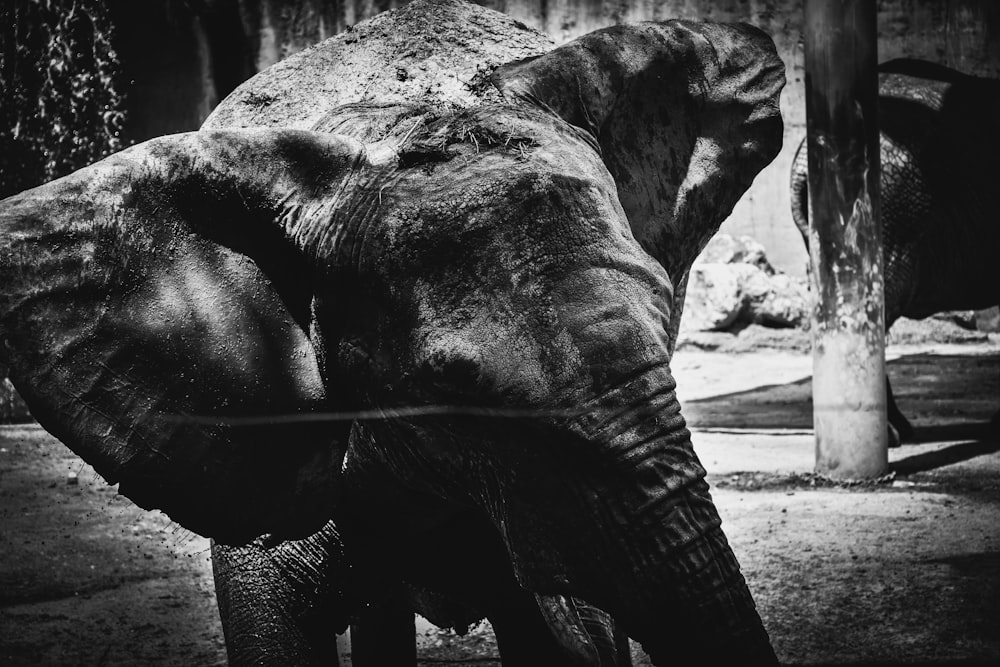 a black and white photo of an elephant