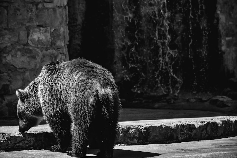 a large brown bear standing on top of a cement ground