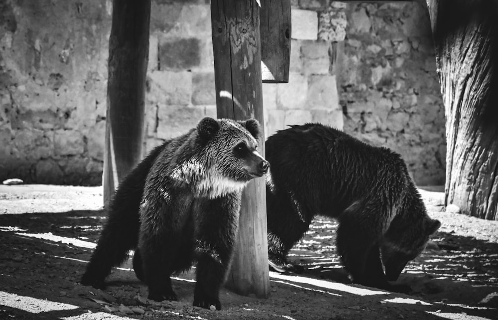 a couple of bears standing next to each other