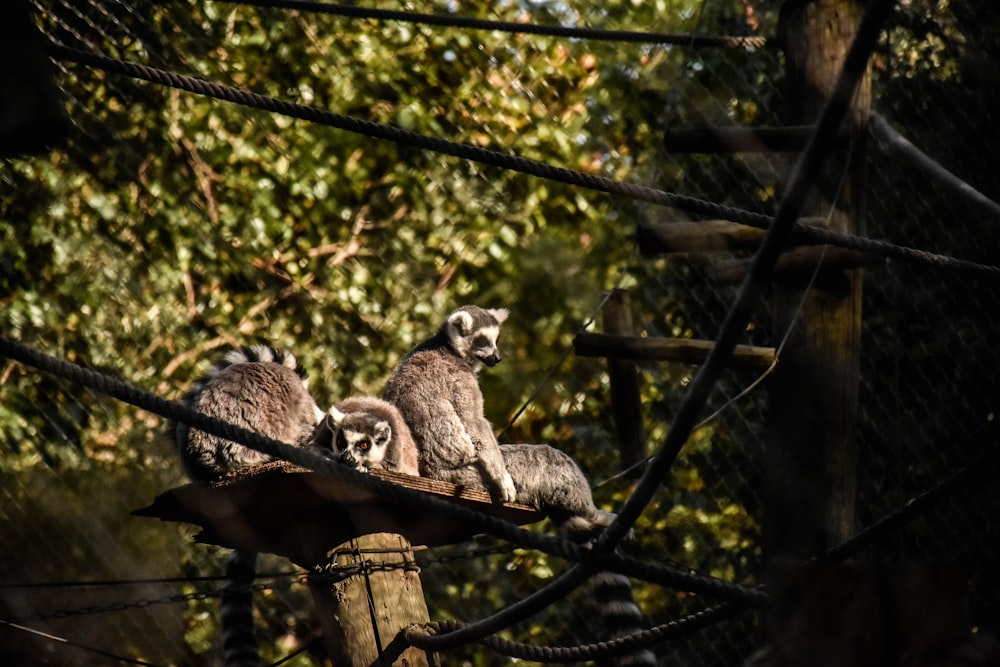 a group of small animals sitting on top of a wooden post