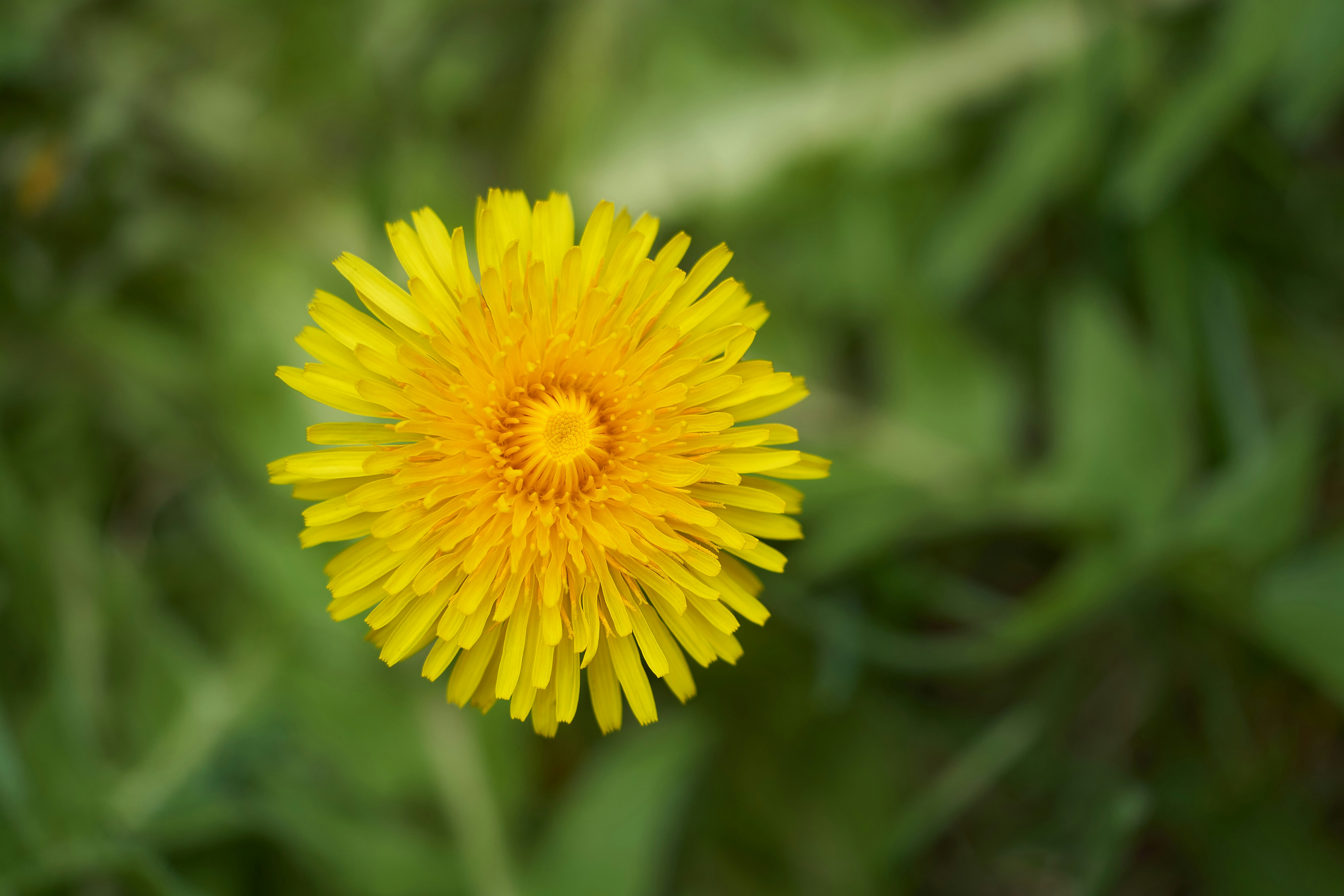 Photo by wolfgang_hasselmann