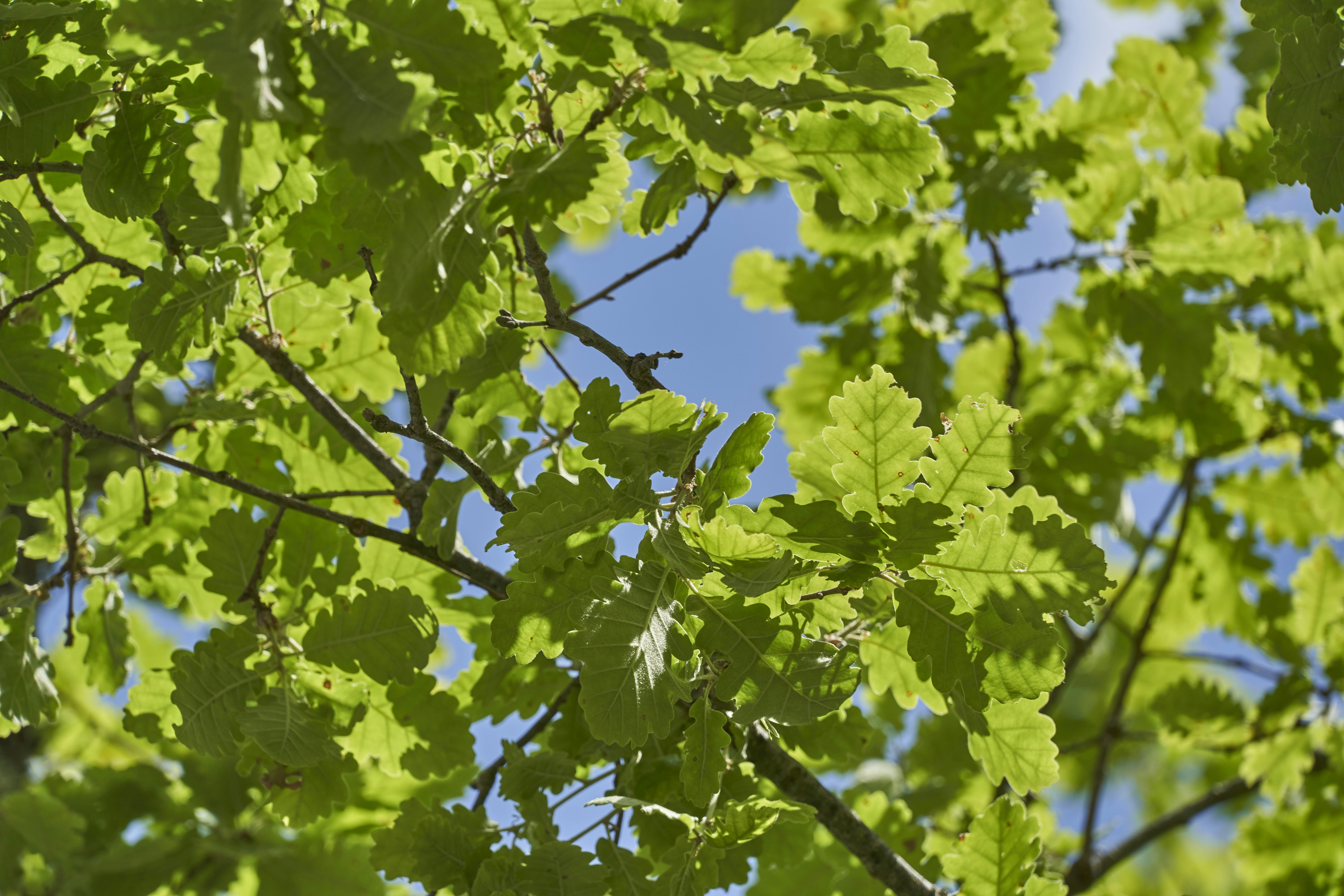 a bird perched on a tree branch, 
