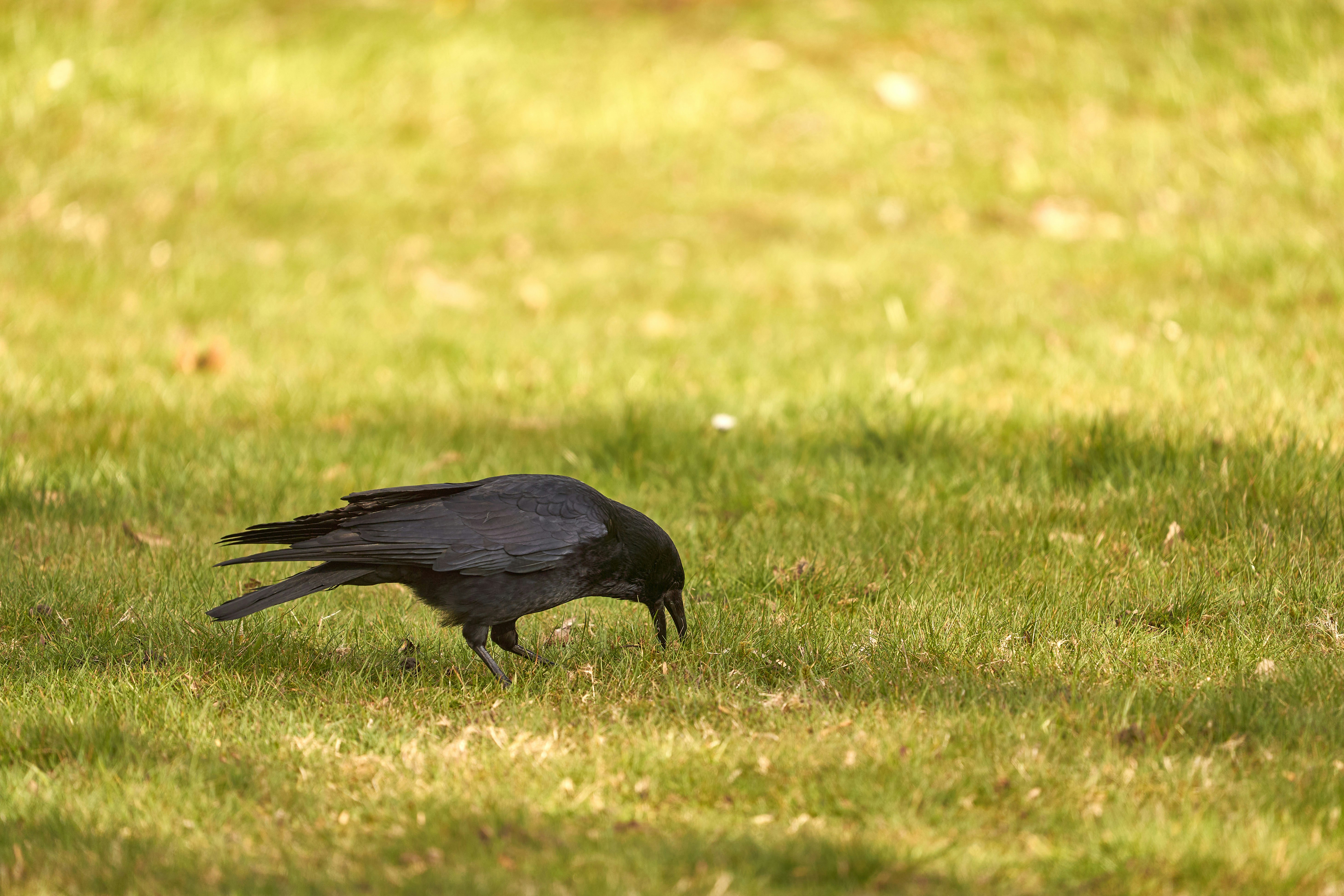 Photo by wolfgang_hasselmann