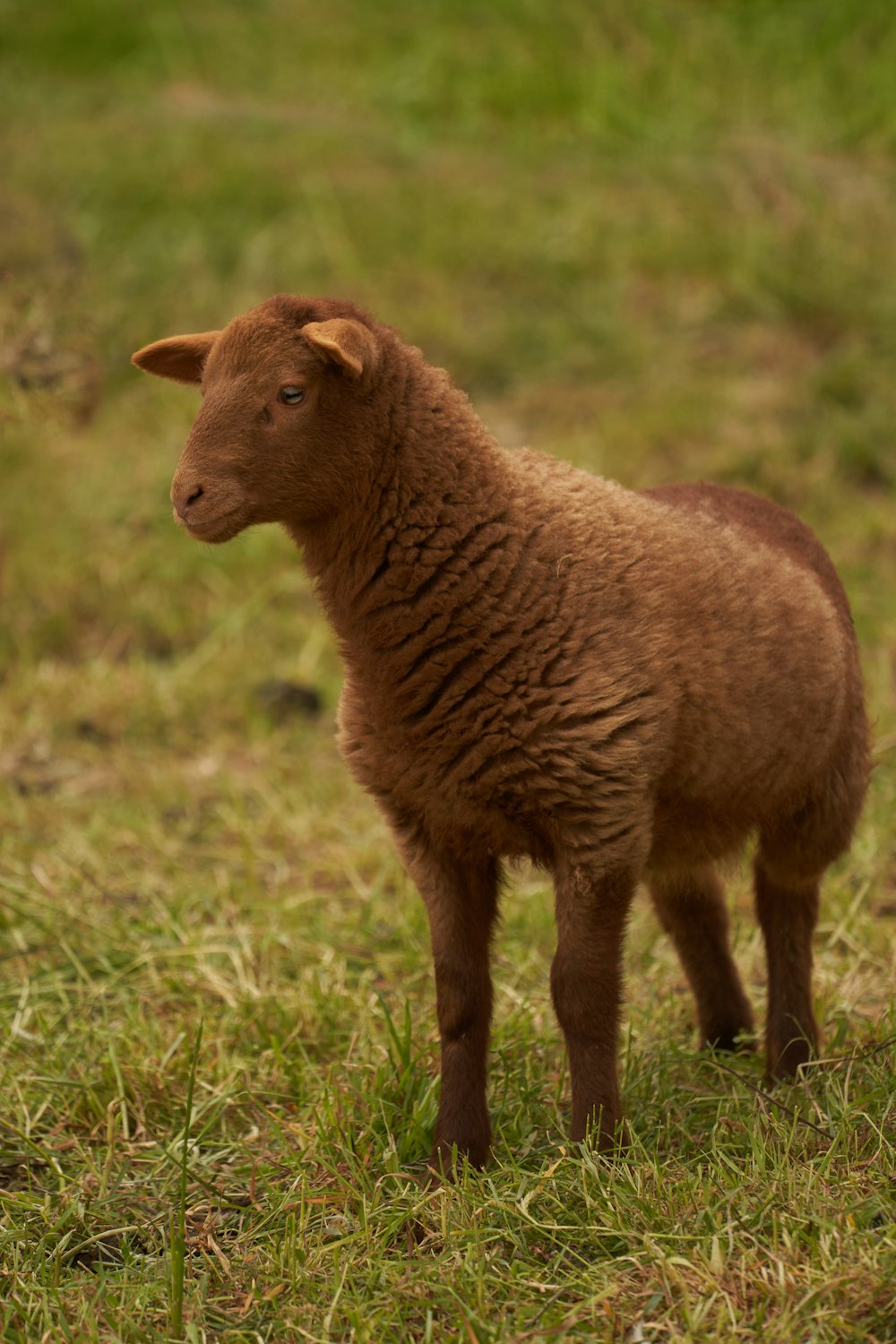 a couple of sheep standing on top of a grass covered field