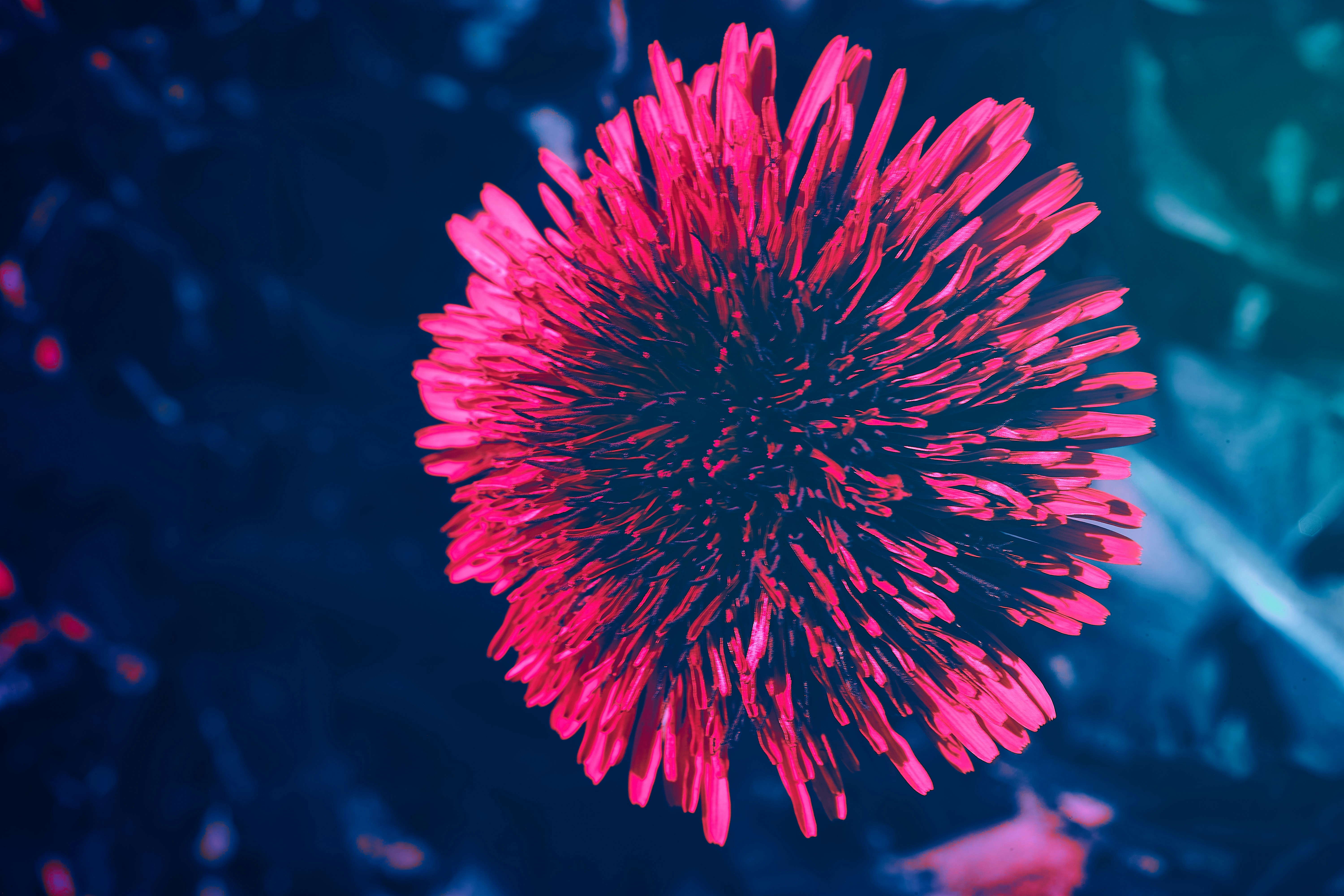 Photo by wolfgang_hasselmann