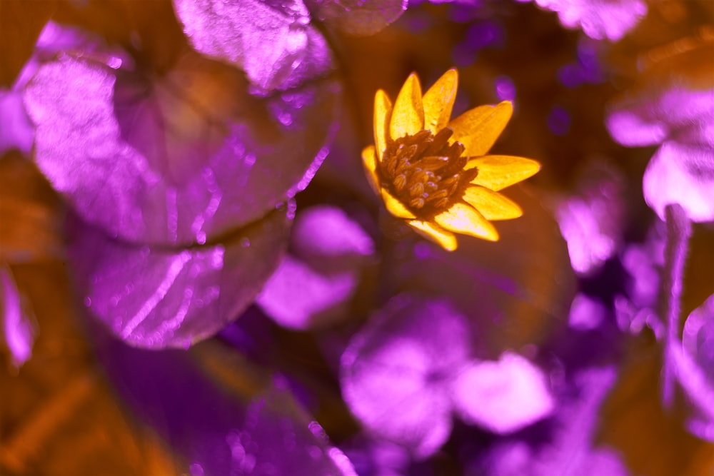 a close up of a yellow and purple flower