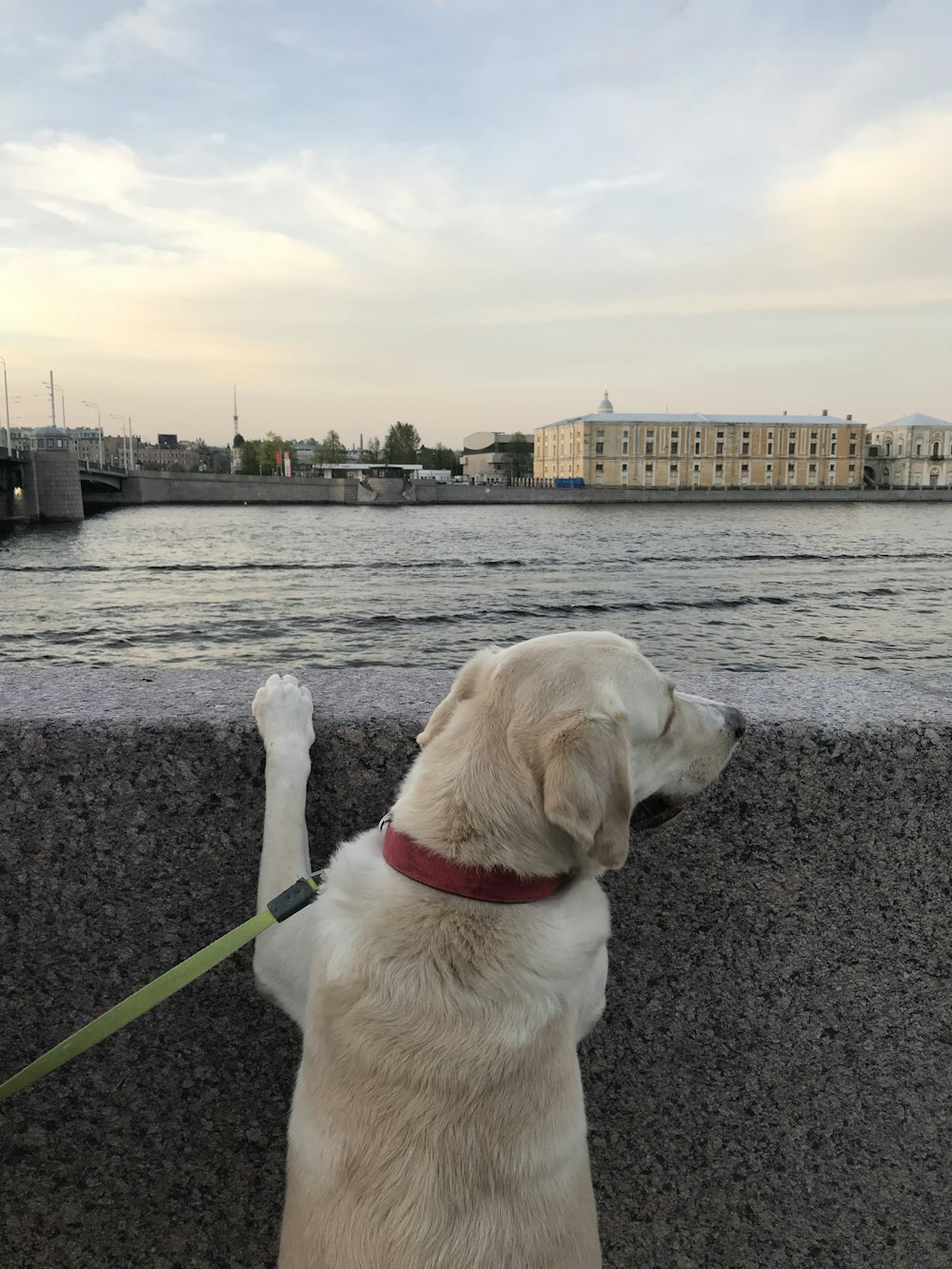 a dog sitting on a wall looking at the water