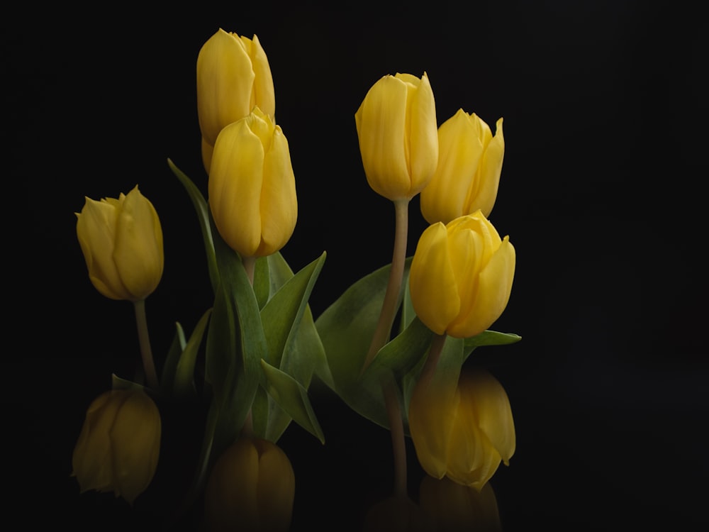 a group of yellow tulips sitting next to each other