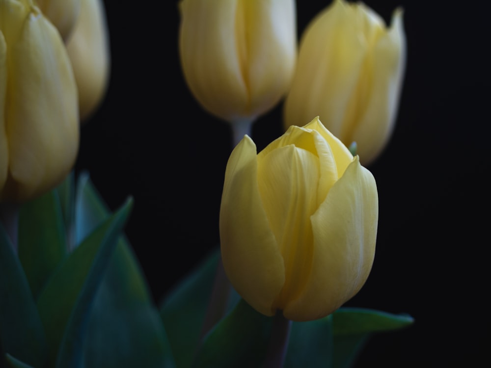 a group of yellow tulips on a black background