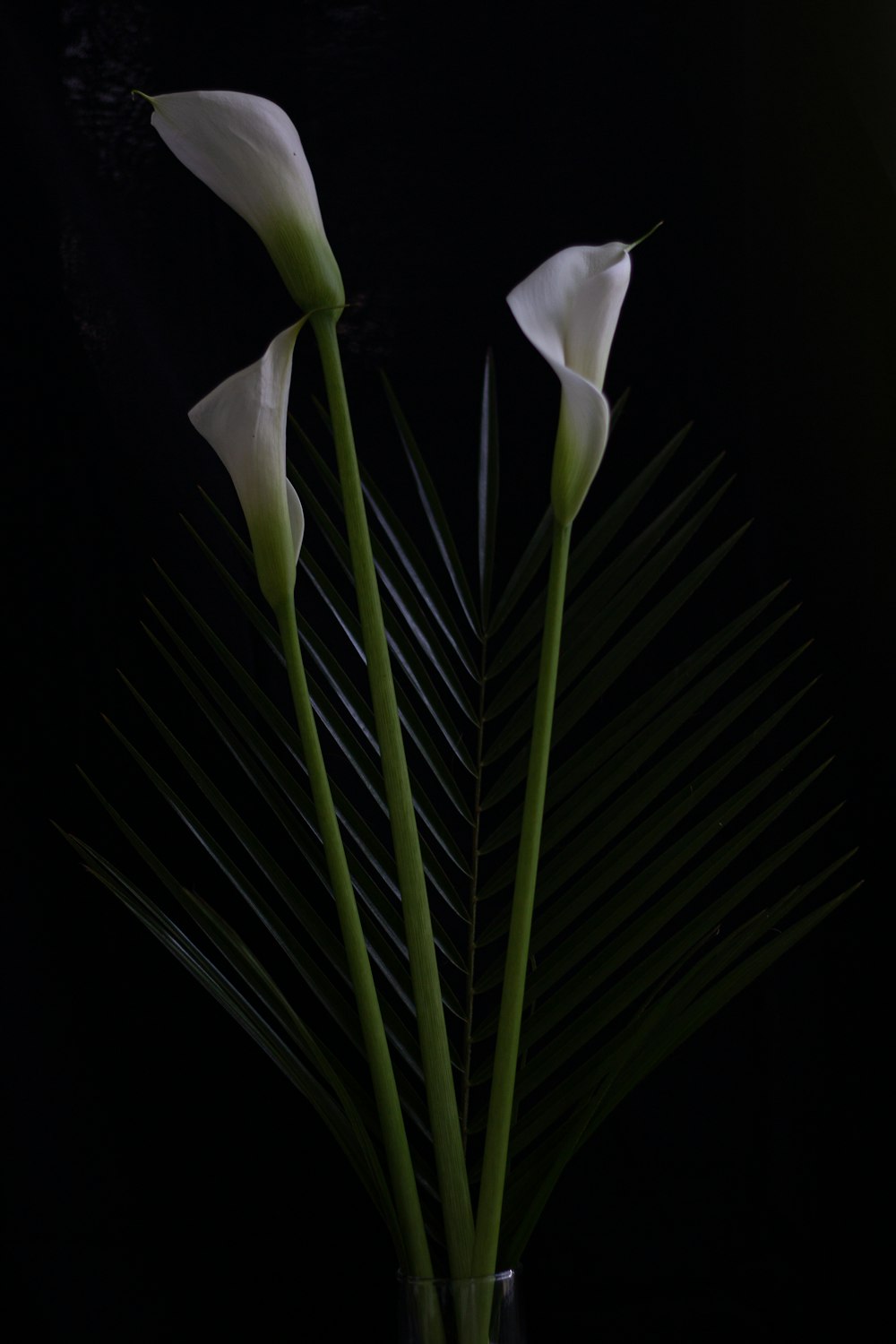 three white flowers in a glass vase on a black background