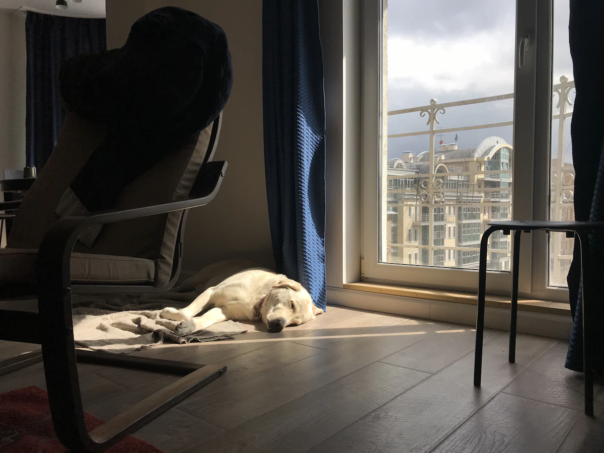 A pale dog asleep on a rug in a sunlit high-rise apartment beside a tall window overlooking a city skyline