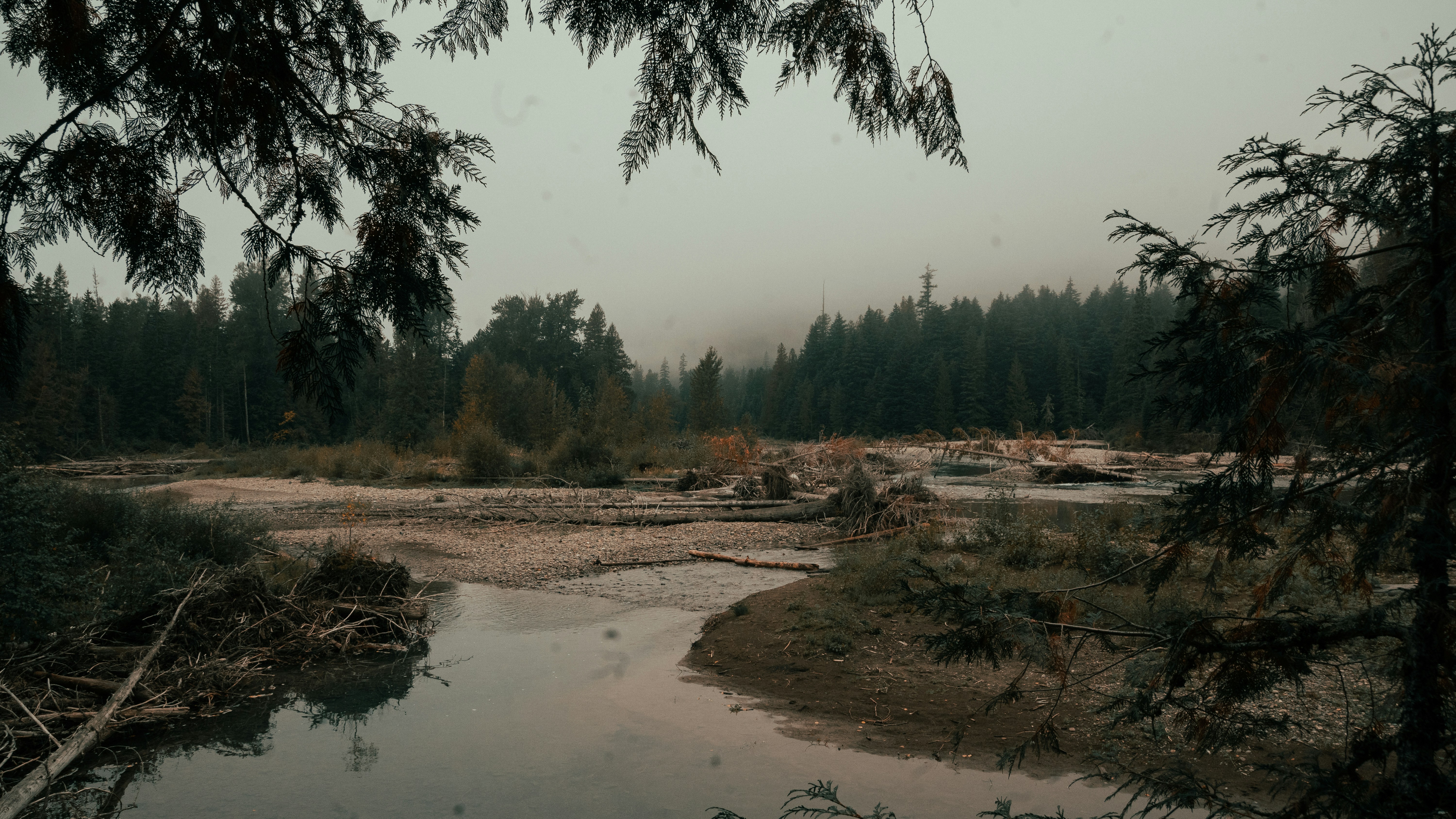 A small stream running through a forest filled with trees