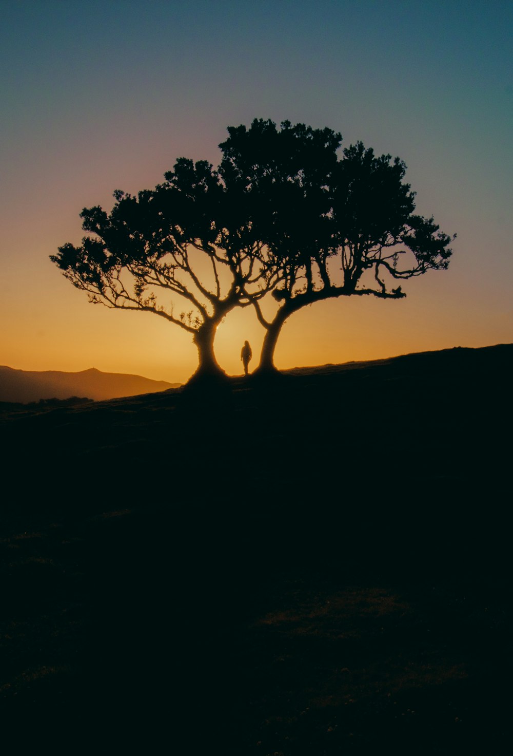 a person standing under a tree at sunset