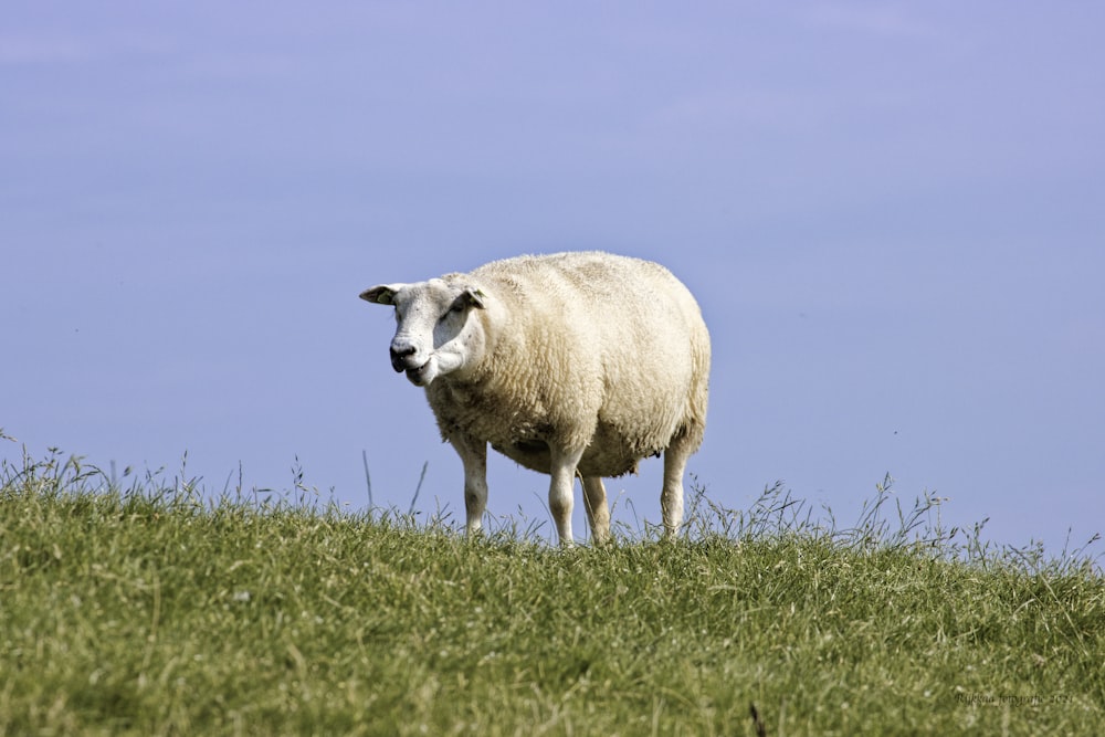 a white sheep standing on top of a lush green field