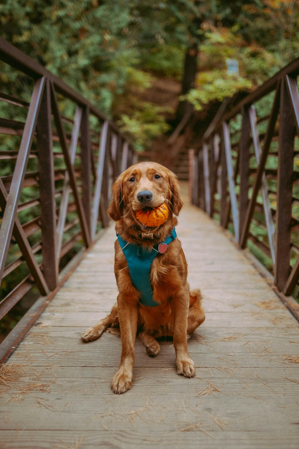 a dog sitting on a bridge with a ball in its mouth