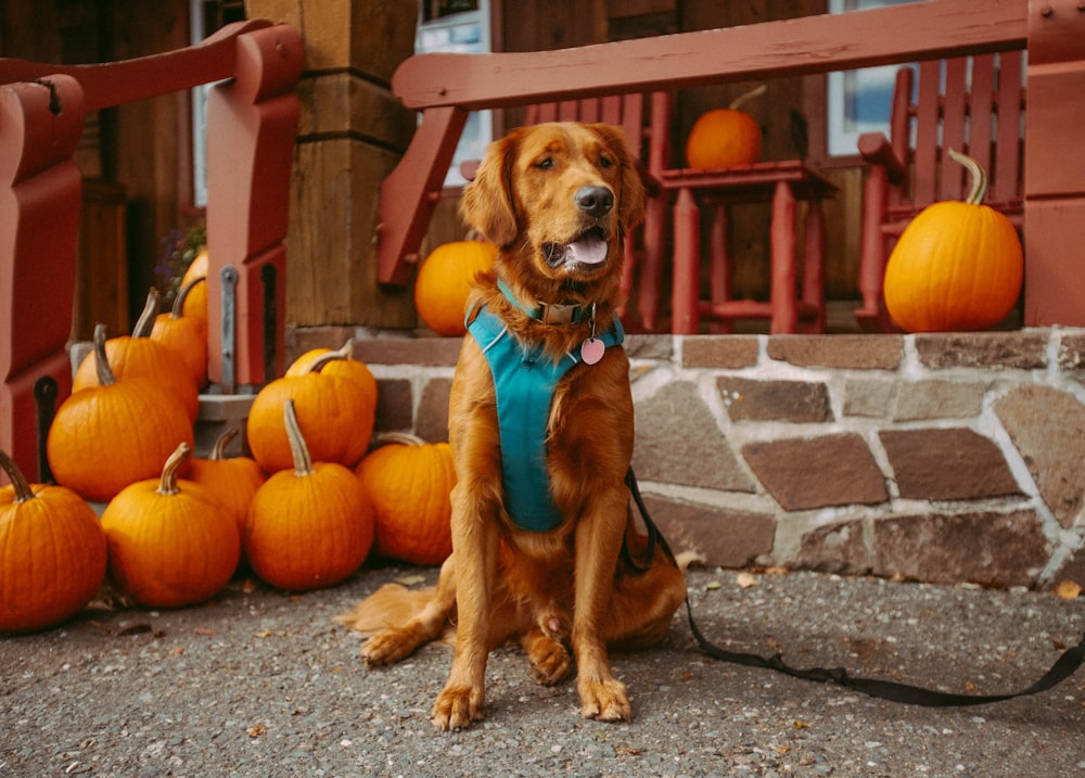 a dog sitting in front of a bunch of pumpkins
