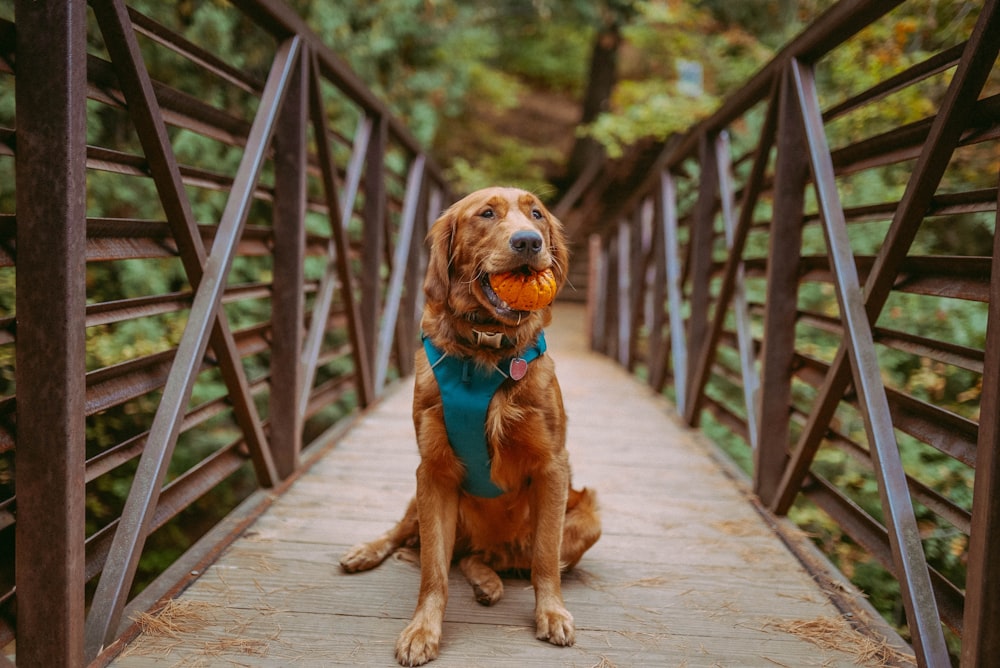 a dog sitting on a bridge with a ball in its mouth