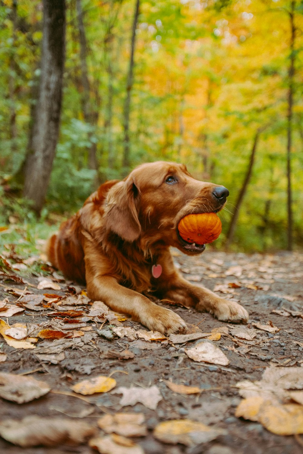 um cão deitado no chão com uma bola na boca