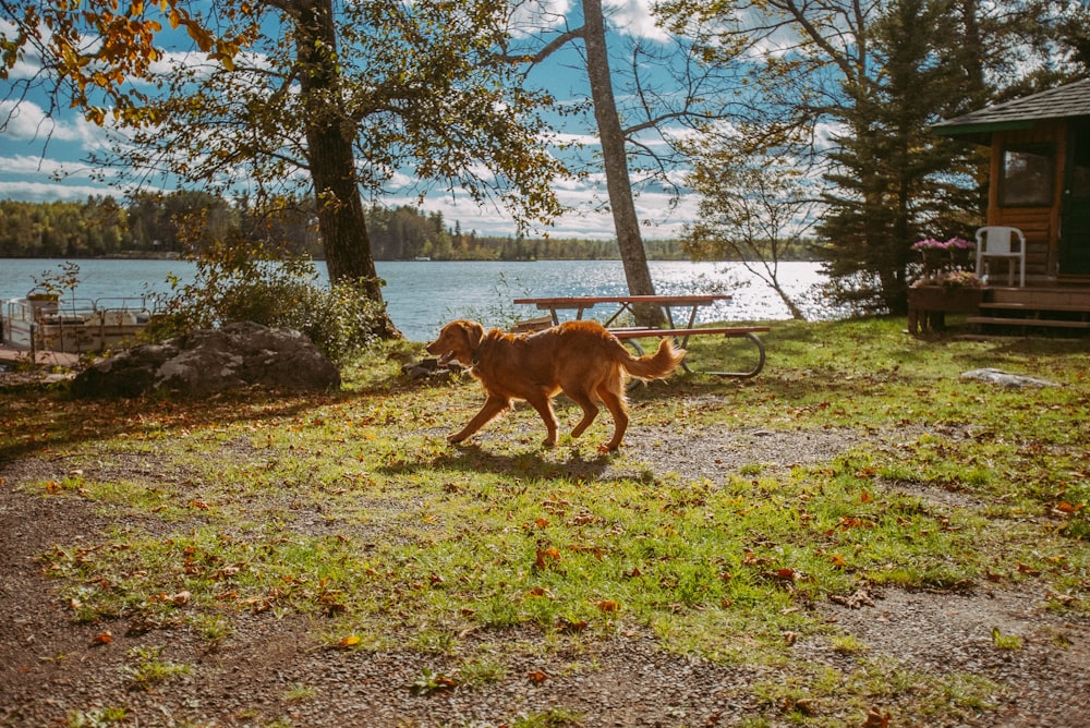 a brown dog walking across a grass covered field