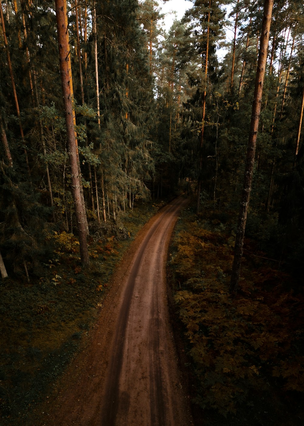 a dirt road in the middle of a forest