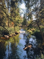 A quiet moment of meditation beside a forest stream that reflects dappled sunlight.