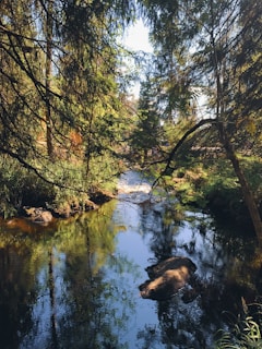 A quiet moment of meditation beside a forest stream that reflects dappled sunlight.