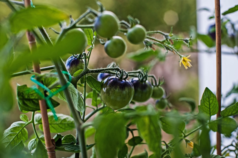 a close up of a green plant with tomatoes on it