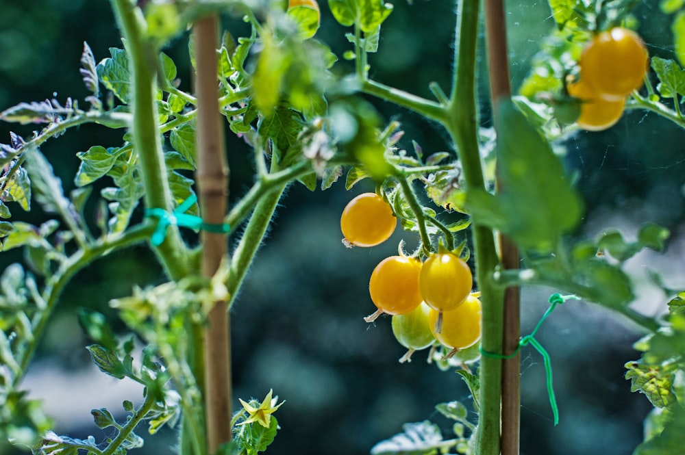 a close up of a plant with yellow fruits