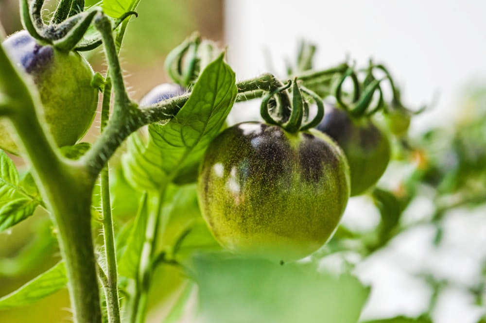 a close up of a tomato plant with green leaves