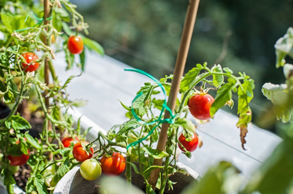 a close up of tomatoes growing in a pot