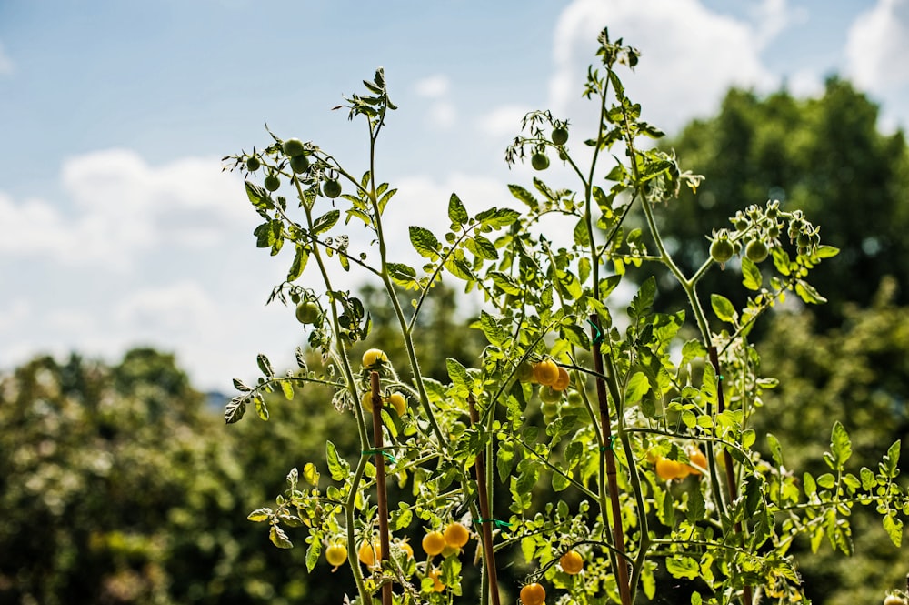 a close up of a tomato plant in a garden