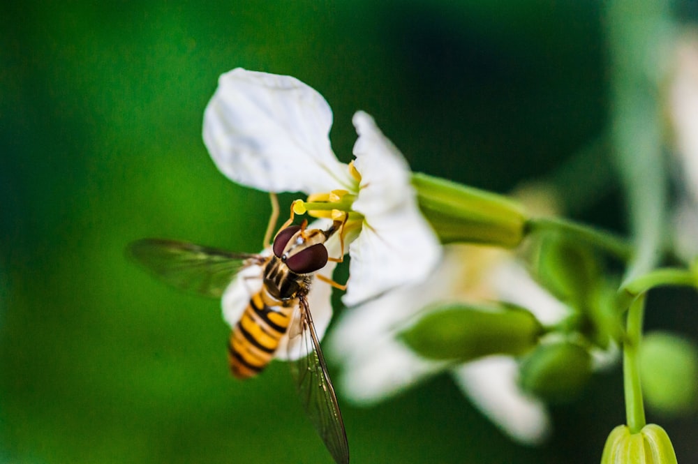 a close up of a bee on a flower