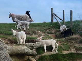 Several lambs and sheep are scattered across a grassy hillside, with a wooden fence and clear blue sky in the background. The lambs are of different colors, mainly white, with one black lamb visible. The terrain is slightly uneven with patches of grass and dirt.