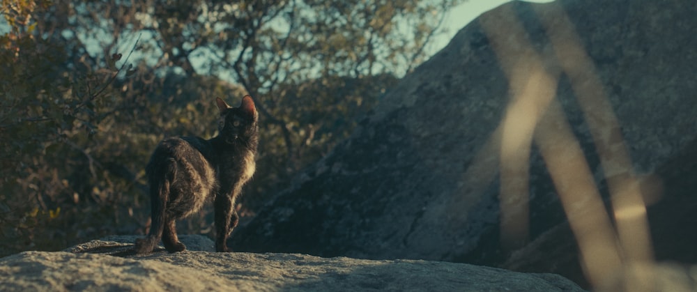 a cat standing on top of a large rock