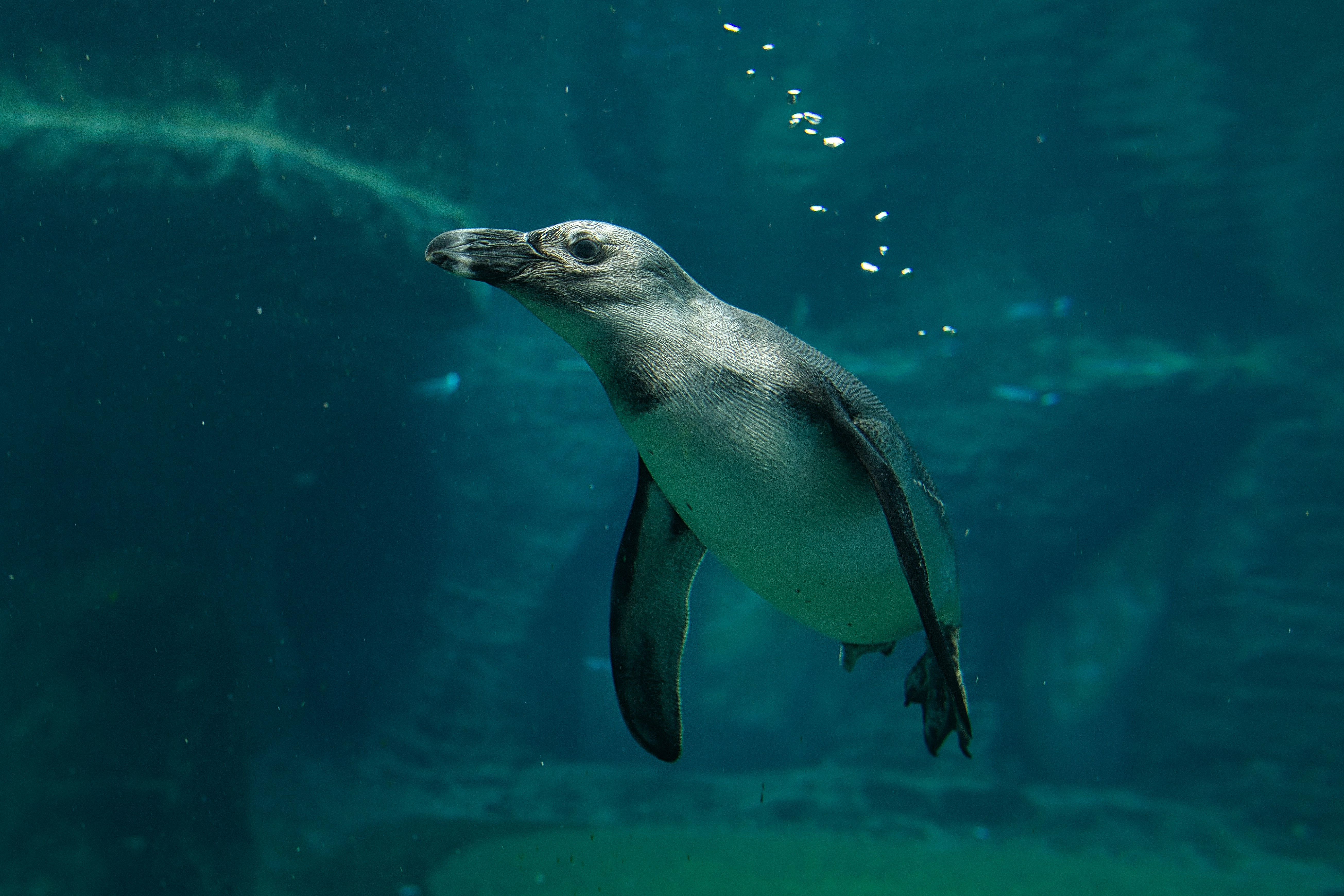 A penguin swimming in the water with bubbles photo Free Penguin Image