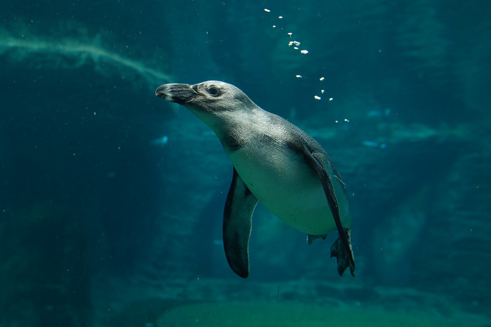 a penguin swimming in the water with bubbles