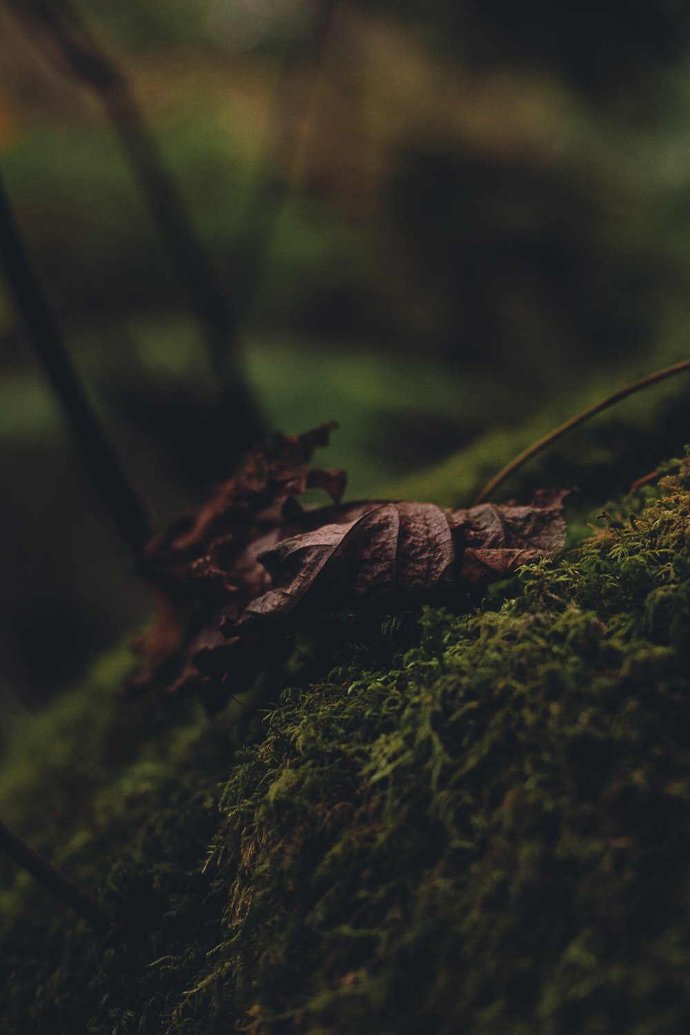 a close up of a leaf on a mossy surface