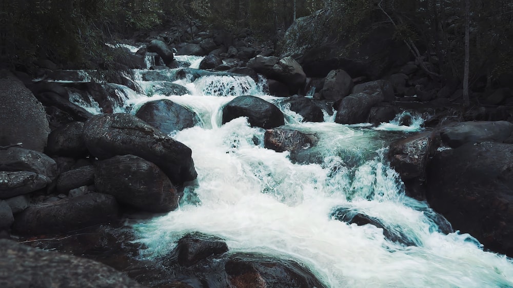 a stream of water running through a lush green forest