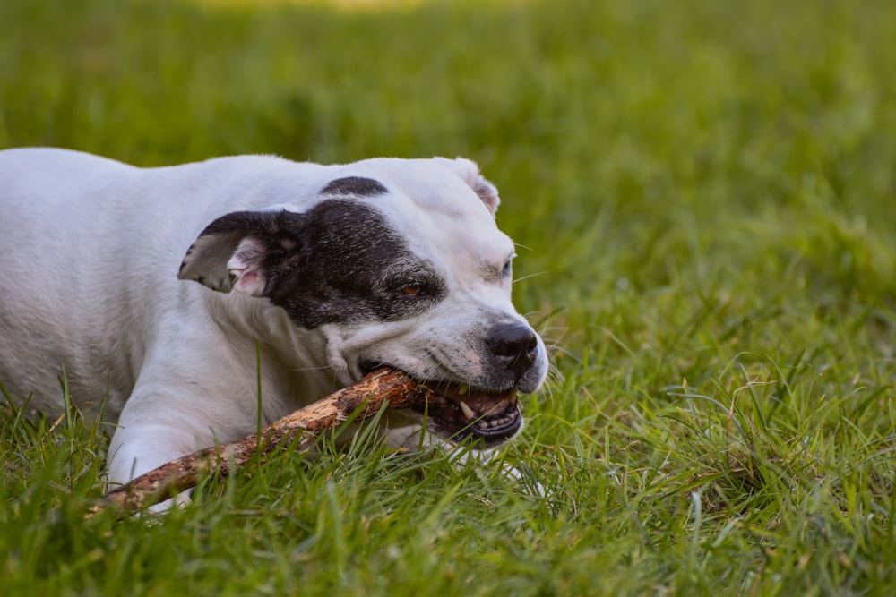 a dog chewing on a stick in the grass