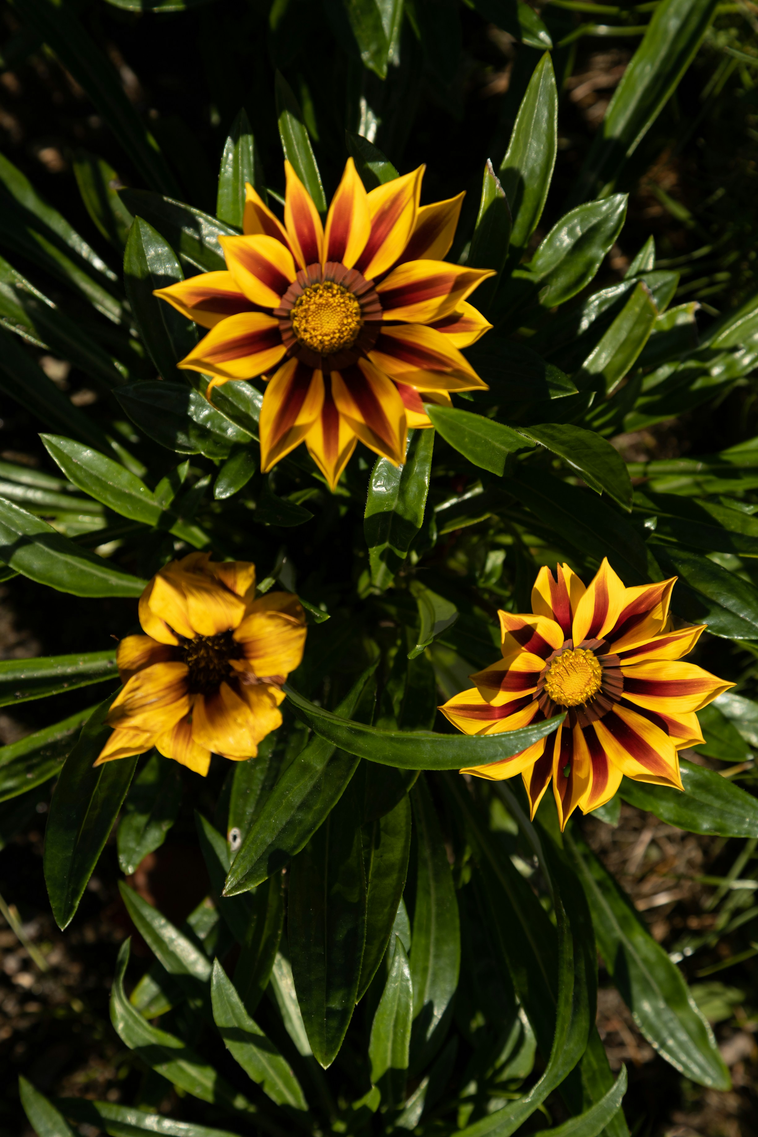 a group of yellow flowers sitting on top of a lush green field